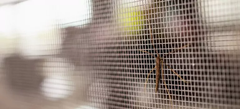 Repair Mosquito Mesh For Windows in Port Charlotte, FL
